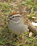 Chipping Sparrow