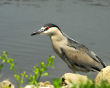 Black Crowned Night Heron