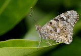 Mariposas