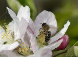 Apis Mellifera