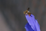 Abeja