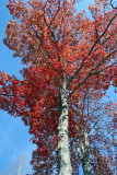 rojo sobre azul / red and blue