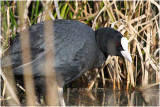 foulque macroule - common coot