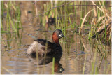 grbe castagneux -  little grebe