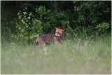 renard -  fox 3.JPG