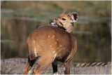 guib harnach -  bushbuck.jpg