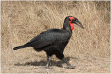 calao terrestre -  ground hornbill.jpg