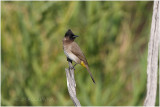 dark capped bulbul.jpg