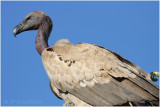 vautour africain -  white backed vulture.jpg