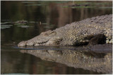 crocodile du Nil.jpg