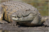 crocodile du Nil 3.jpg