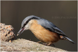 sittelle - nuthatch 2.JPG