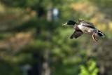 Quack Quack Quack