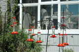 Combien voyez-vous de colibri ***** how many hummingbird in this picture ????