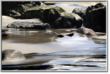 2464.Tide Pool.jpg