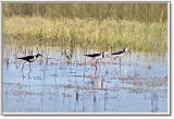 2952.Pied Stilts,Whatipu.jpg