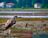 Another young eagle