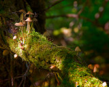 Mushrooms in rain forest