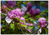 Spring flowers