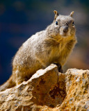 Must have smelled the peanuts in my pocket