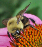 Bee in the Bronx Zoo