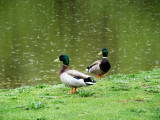 Its a Wonderful Day for Ducks