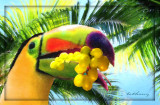 grape loving toucan