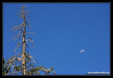 Yosemite40.jpg