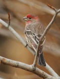 House Finch, male DPP_08650 copy.jpg