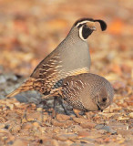 Morning, California Quail DPP_1042506.jpg