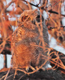 First Light, Young Owl, Great Horned Owl DPP_1028532 copy.jpg