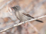 Townsends Solitaire,  DPP_10028019 copy.jpg