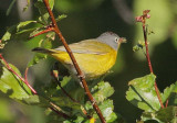 Nashville Warbler, male, aphid on tounge, Yakima DPP_10029431 copy.jpg