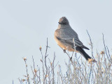 Say's Phoebe, DPP_1025920 copy.jpg