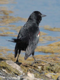 Tri-colored Blackbird,  DPP_10036251 copy.jpg