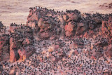 European Starlings, (with a few Red-wing Blackbirds) night roost DPP_10041871 copy.jpg