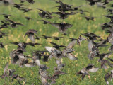 European Starlings DPP_10041987 copy.jpg