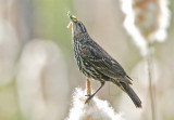 Red-wing Blackbird, female DPP_16017456 copy.jpg