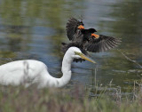 Red-wing Blackbird harasses Egret DPP_16032502 copy.jpg