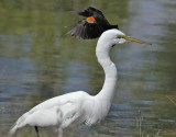 Red-wing Blackbird harasses Egret DPP_16032503 copy.jpg