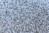 European Starlings WT4P4197.jpg