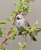 Vesper Sparrow, or Song Sparrow with notched tail,  Yakima  DPP_10027665 .jpg
