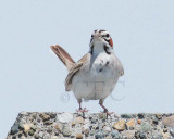 Lark Sparrow, diffuse central spot  DPP_10035304 copy.jpg