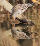 Northern Flicker DPP_1042687.jpg
