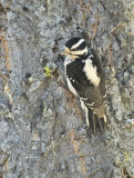 Hairy Woodpecker, female DPP_16016385 copy.jpg