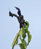 Lewiss Woodpecker, juvenile DPP_1606471 copy.jpg