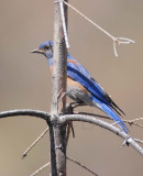 Western Bluebird, male, Little Naches DPP_10034446 net.jpg