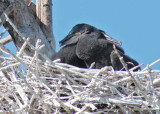 Double Crested Cormorants, Close-up of previous DPP_1034100 2.jpg