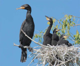 Double Crested Cormorants, DPP_1034137 copy.jpg