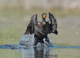 Double Crested Cormorant, Working to get airborne  DPP_1034139 copy.jpg